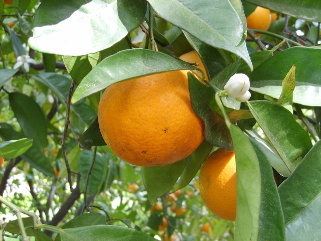 saratoga_oranges