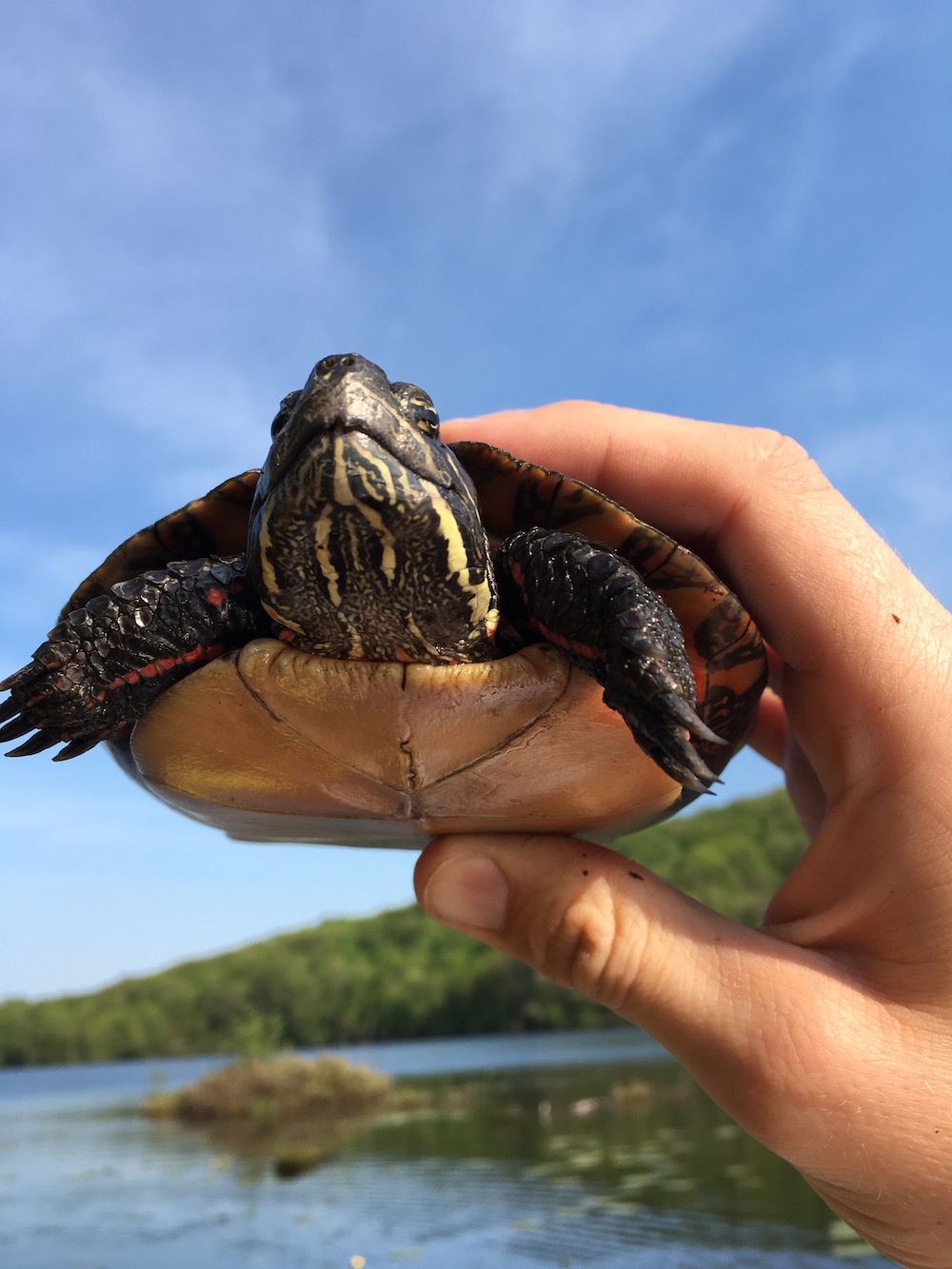 Painted turtle in Merli-Sarnoski County Park