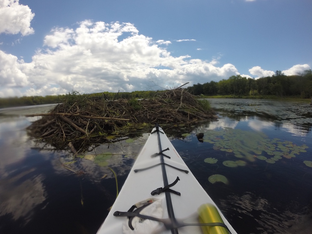 A Beaver Dam in Dunn Pond