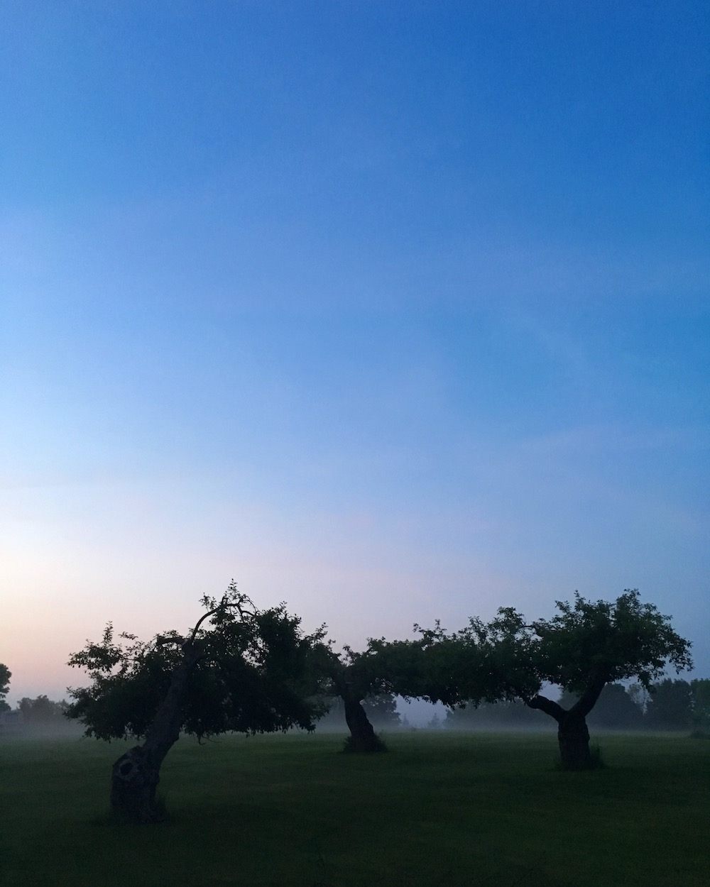 Foggy Apple Orchard - June 2016