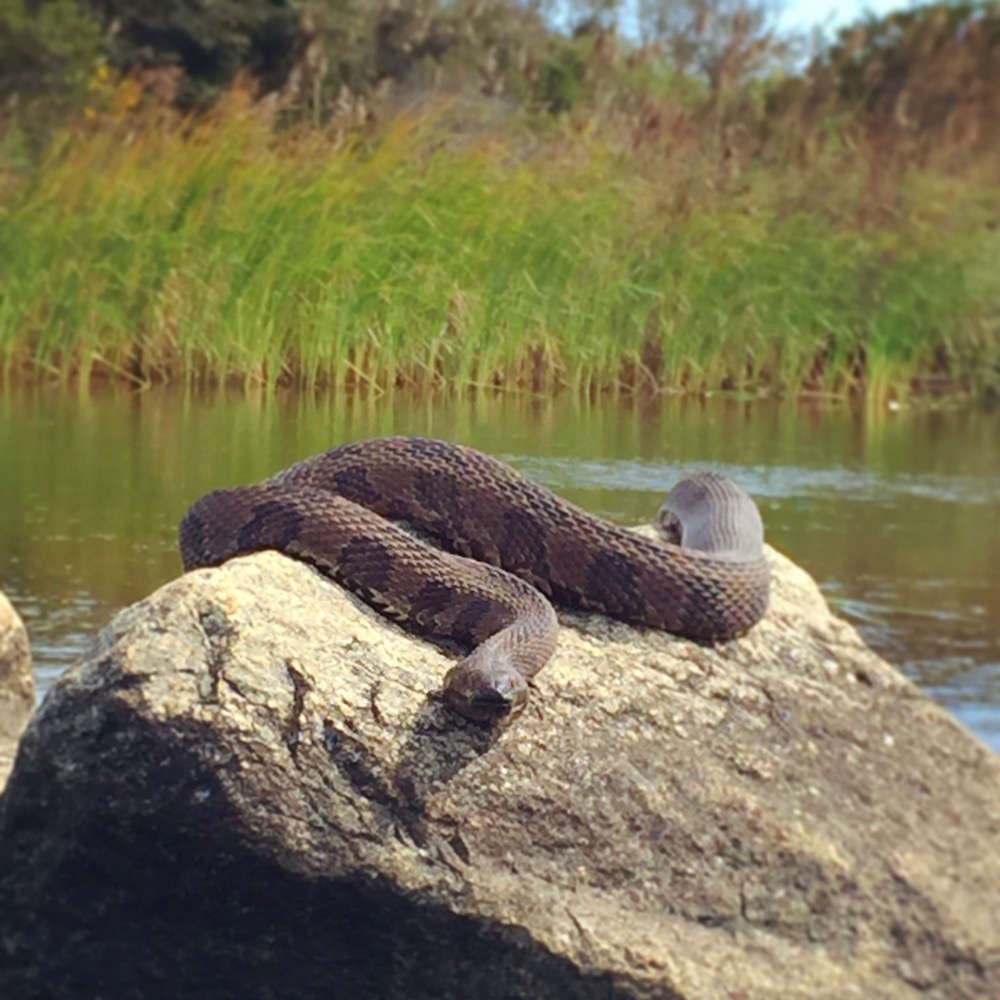 Snake in Back Bay Virginia