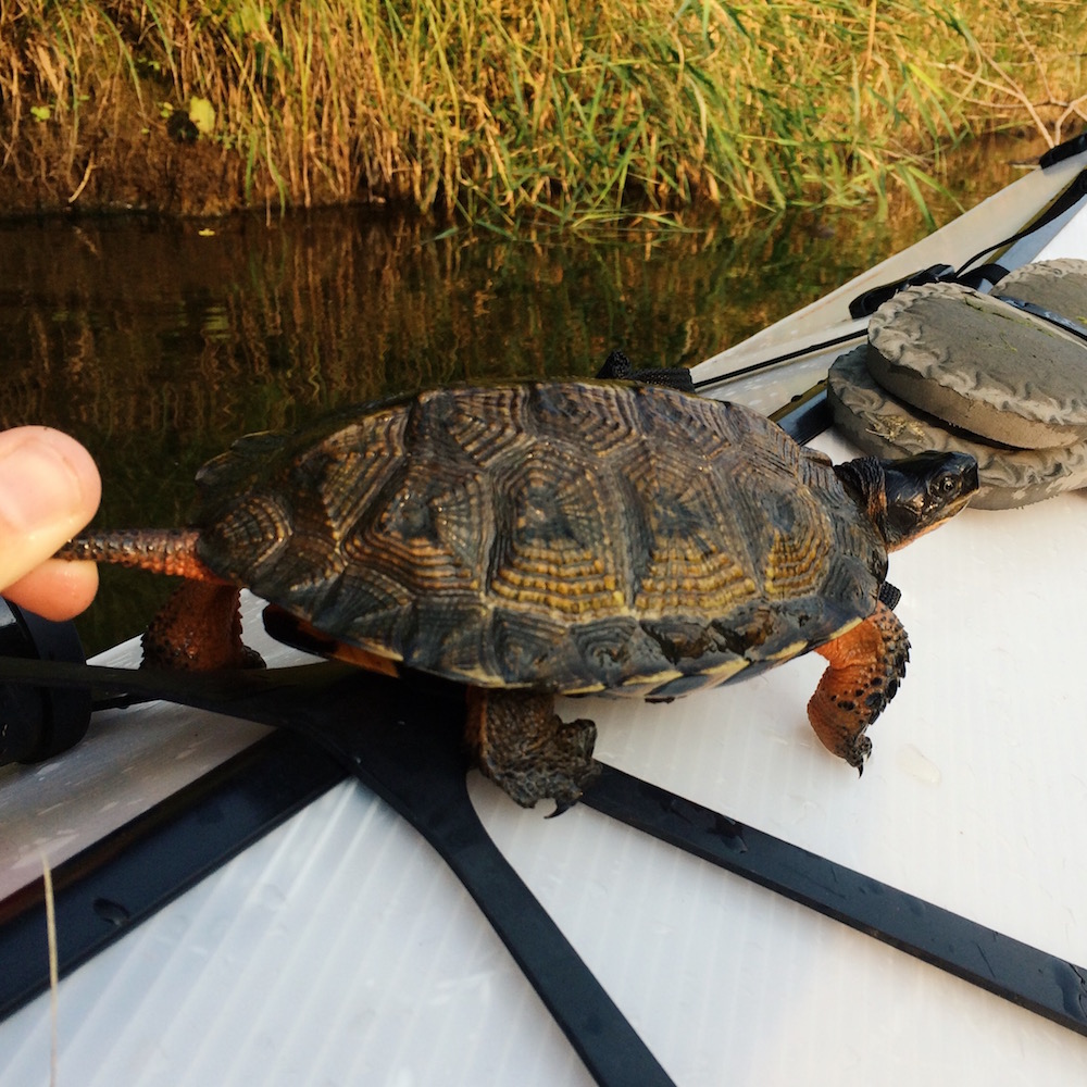 A painted turtle in Prompton State Park