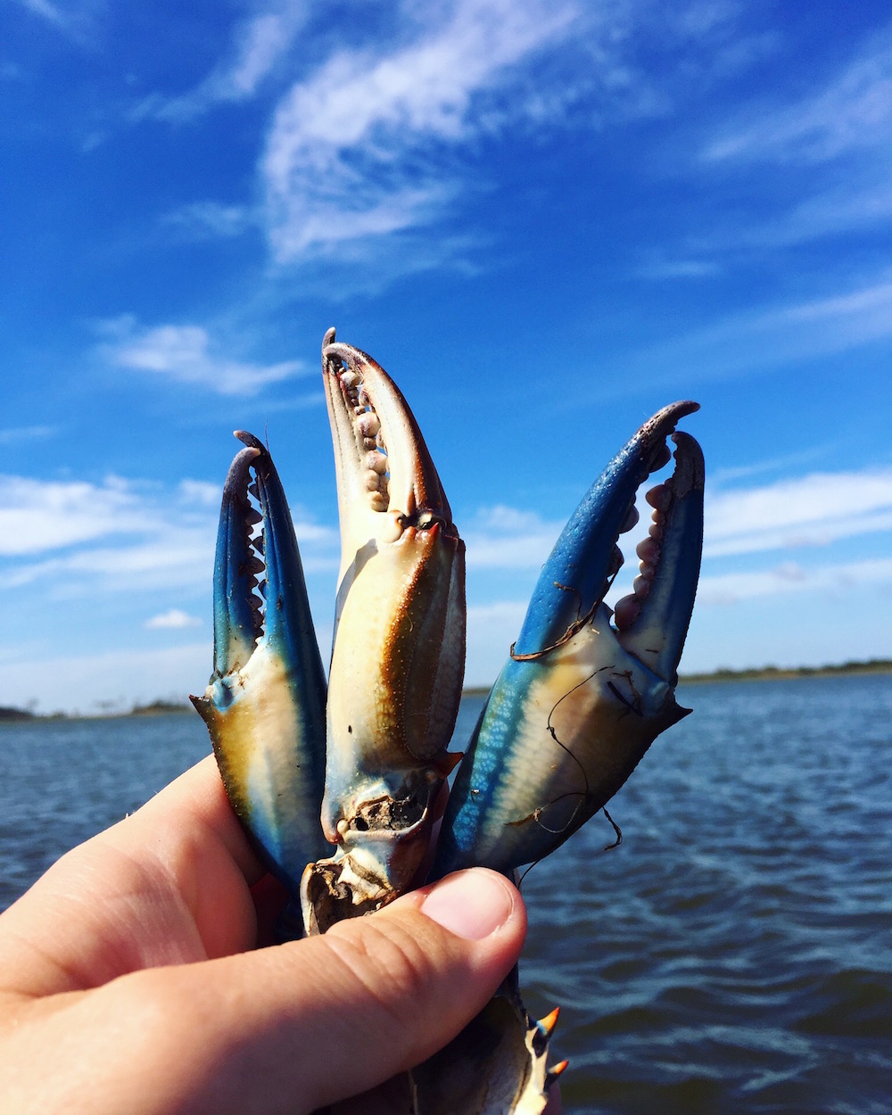 Crab claws in Sandbridge Virginia