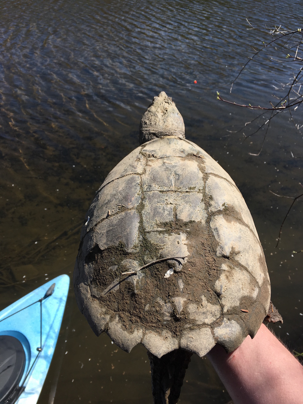 Snapping Turtle in Lackawanna State Park