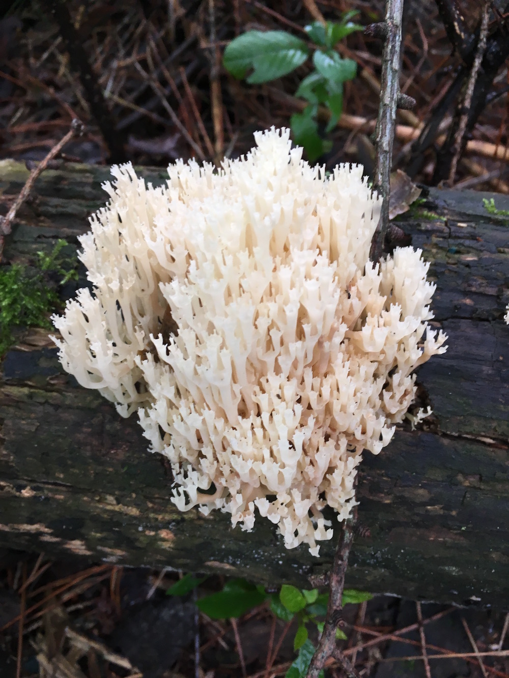 Ranger Trail mushrooms