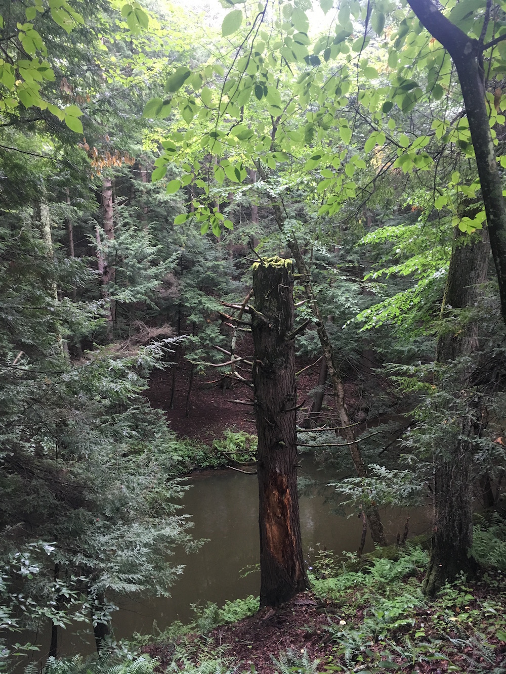 Ranger Trail Kennedy Creek Inlet Lackawanna State Park