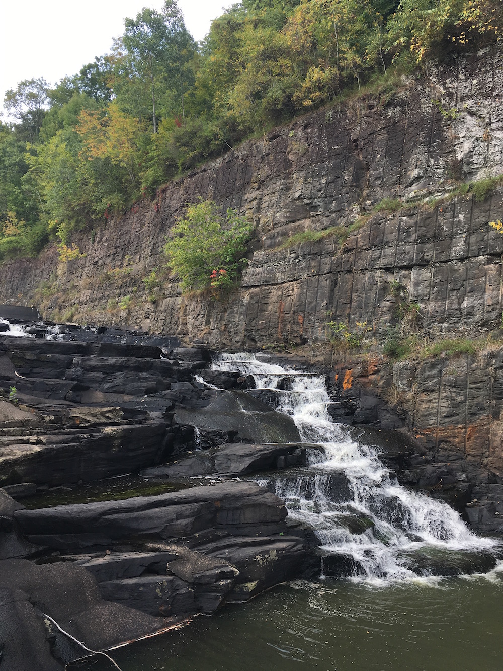 are dogs allowed at lackawanna state park