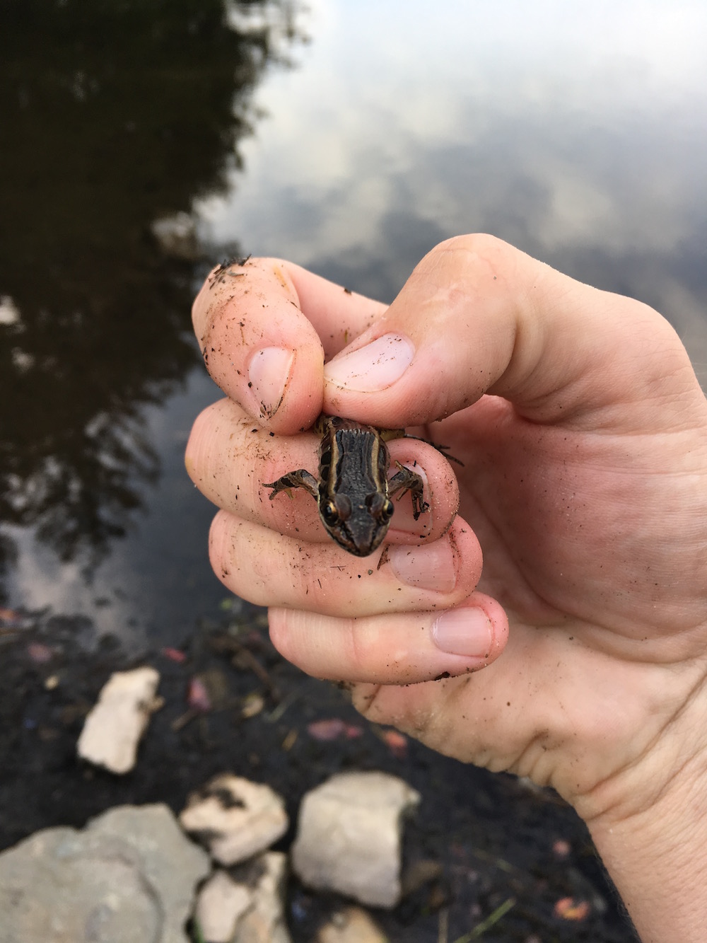 Little Island Farm - These little frogs find the most creative places to  hide #froglover #froggy #farmlife