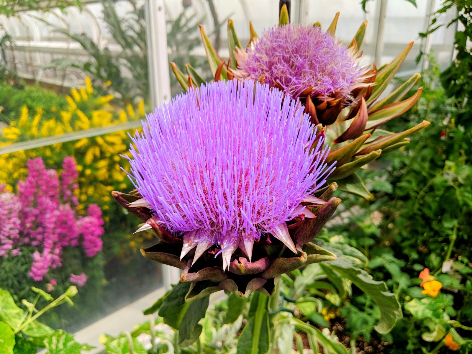 Flowers of Longwood Gardens May 2018 Photos published by Colin