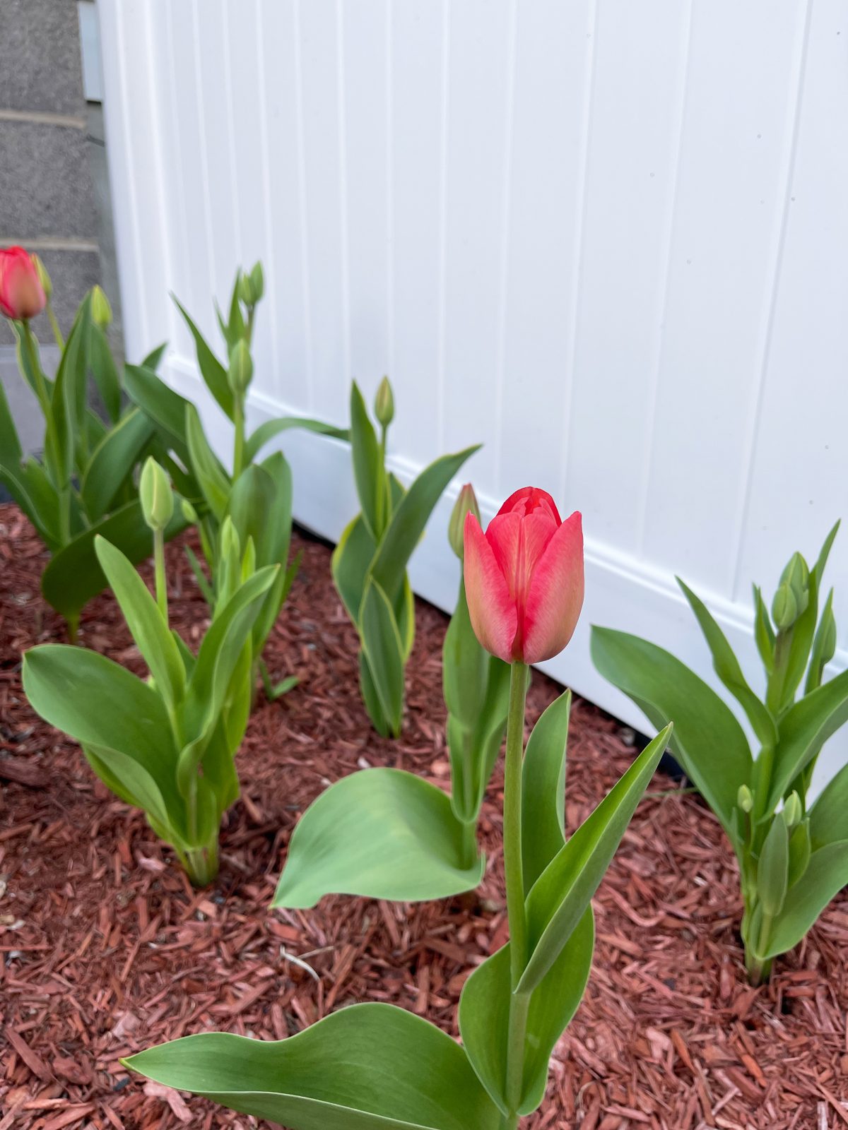 A row of tulips.