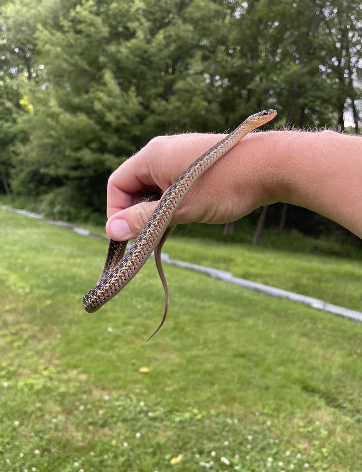 Holding a garter snake