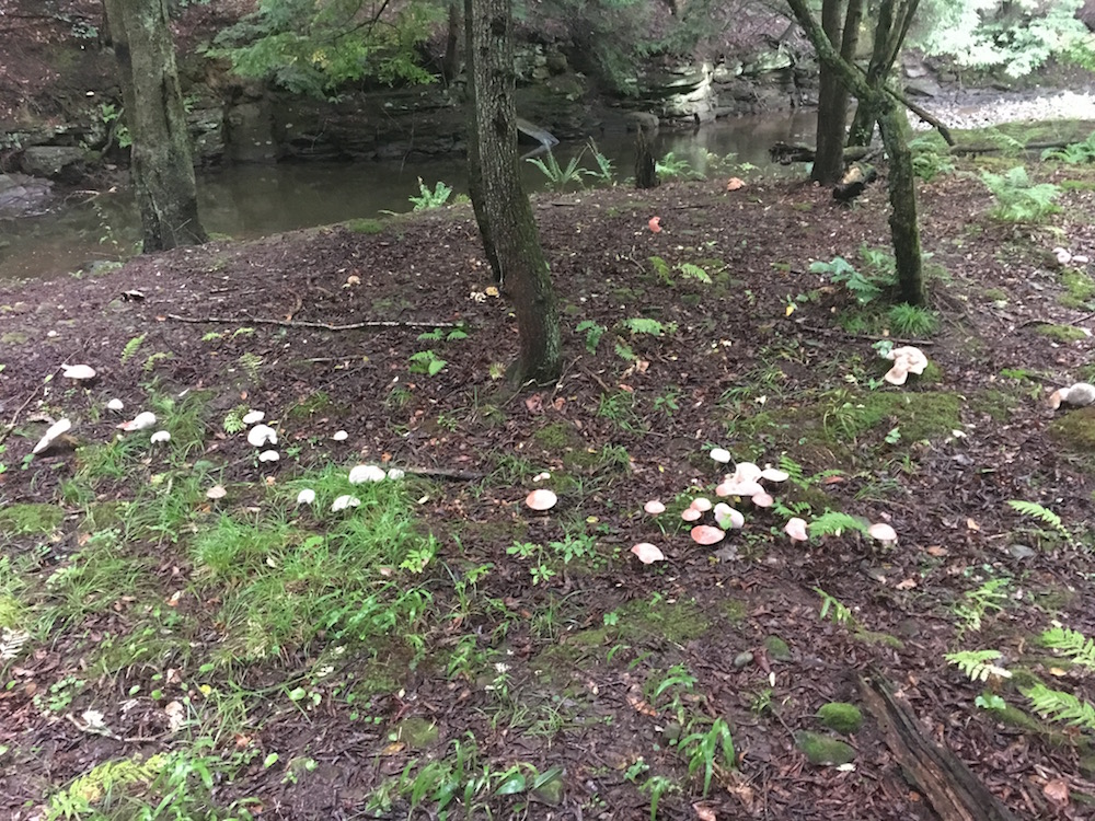 Ranger Trail mushrooms