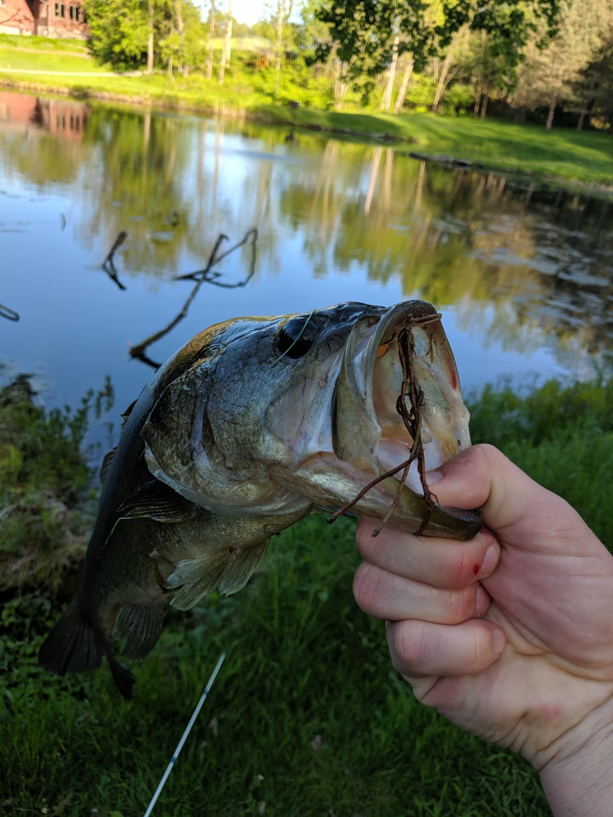 a large mouth bass, held by bottom jaw
