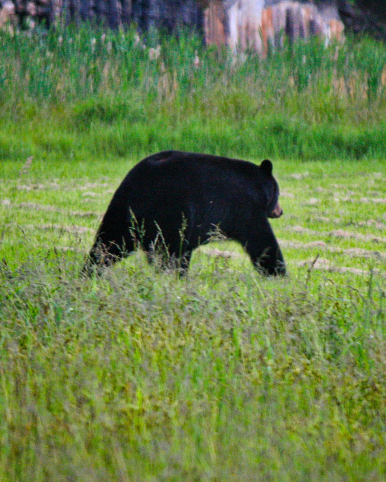 a black bear walking in a field
