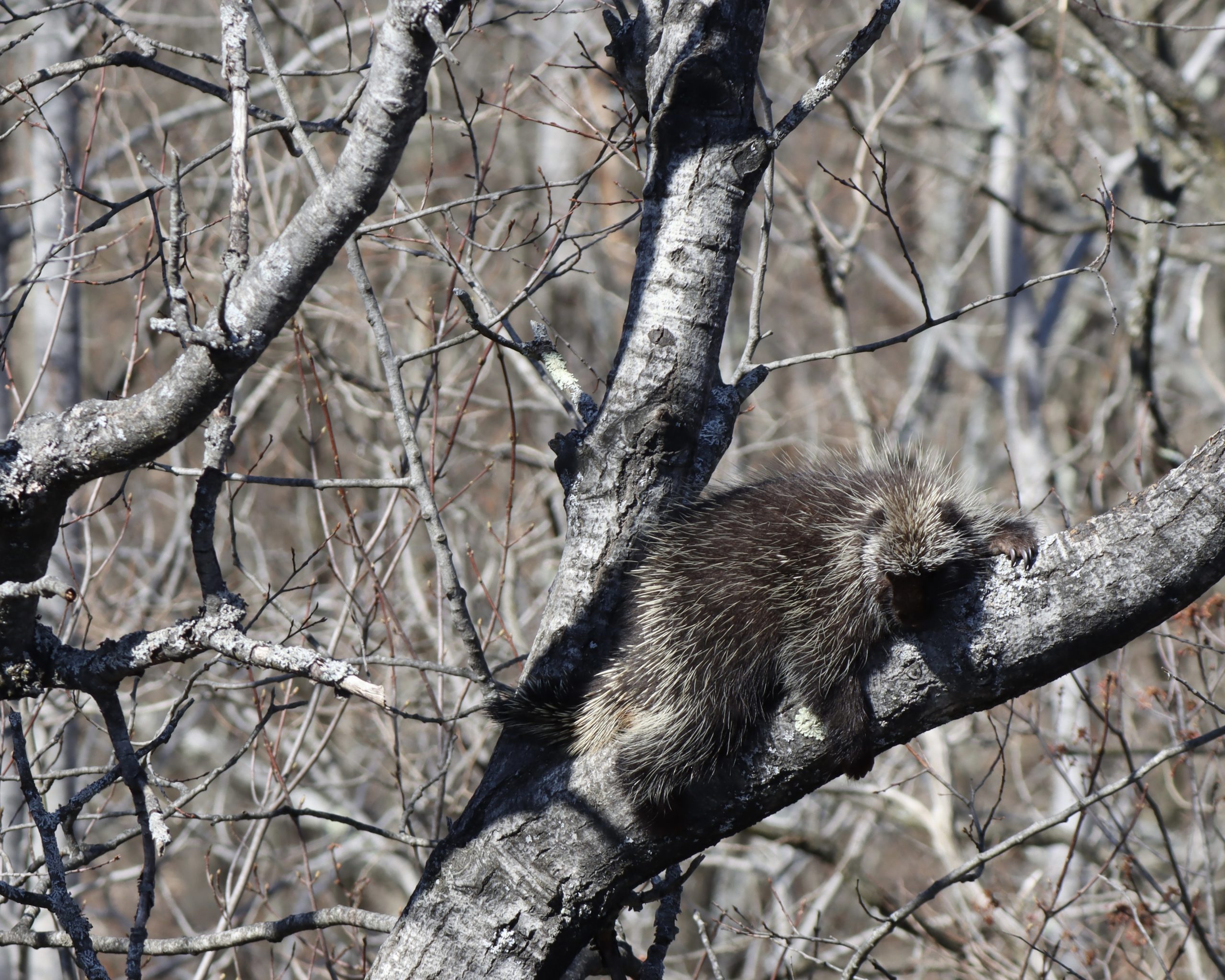 A porcupine sleeping in a tree