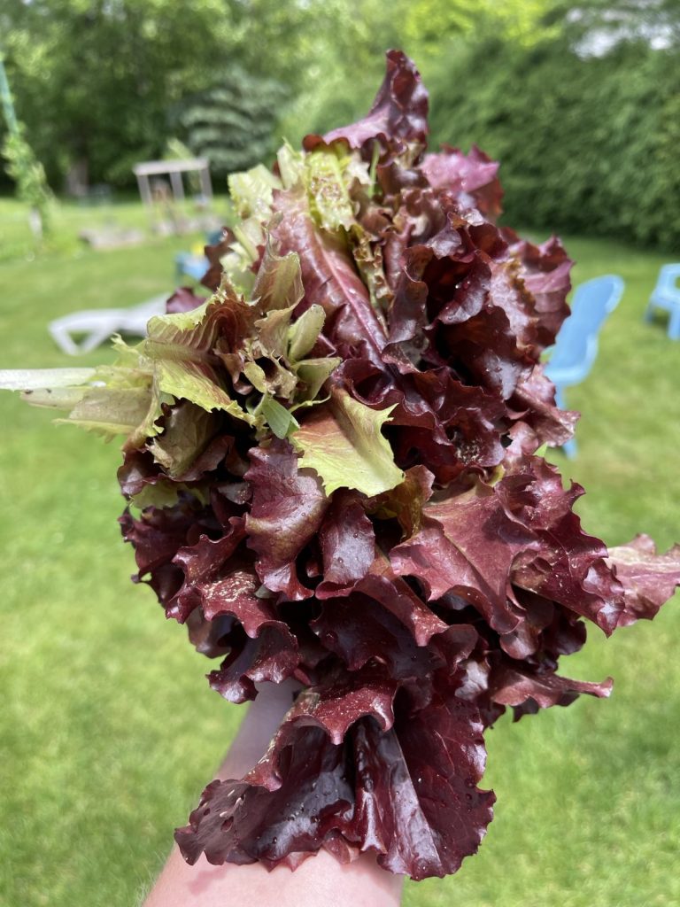 Lettuce