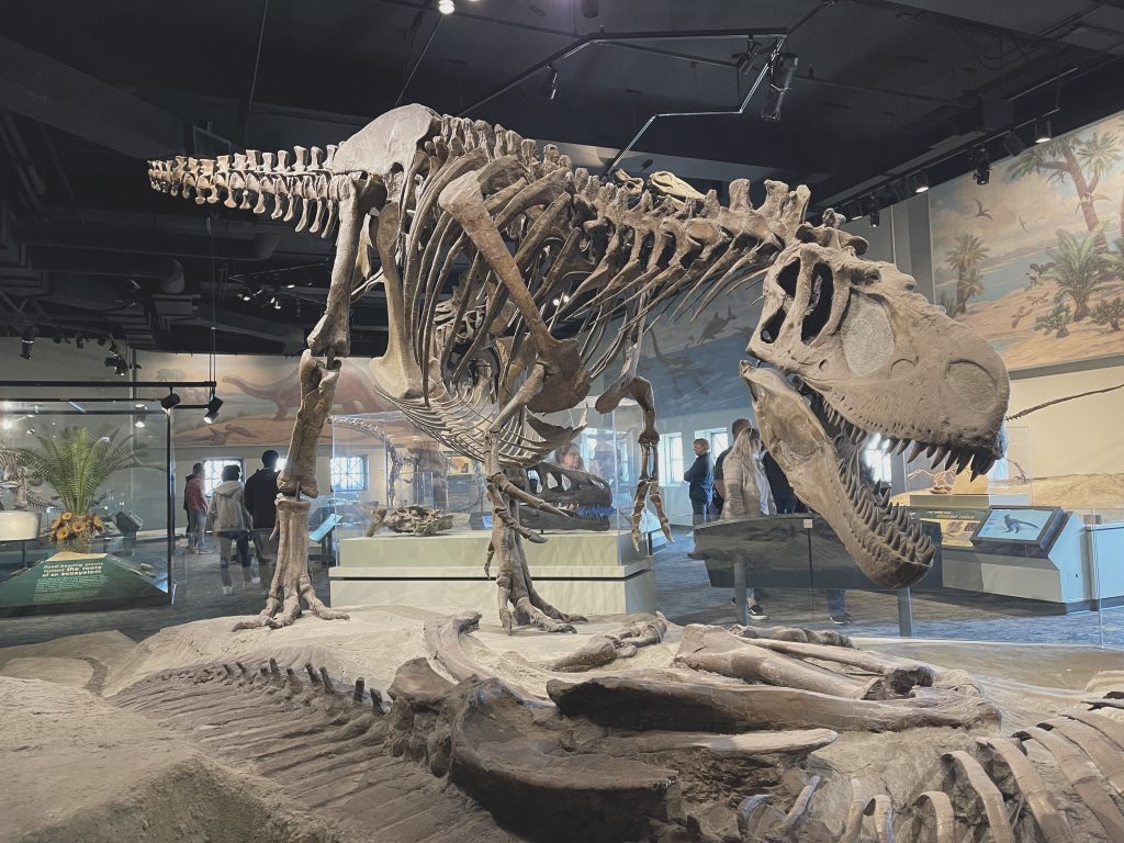 A tyrannosaur-like skeleton