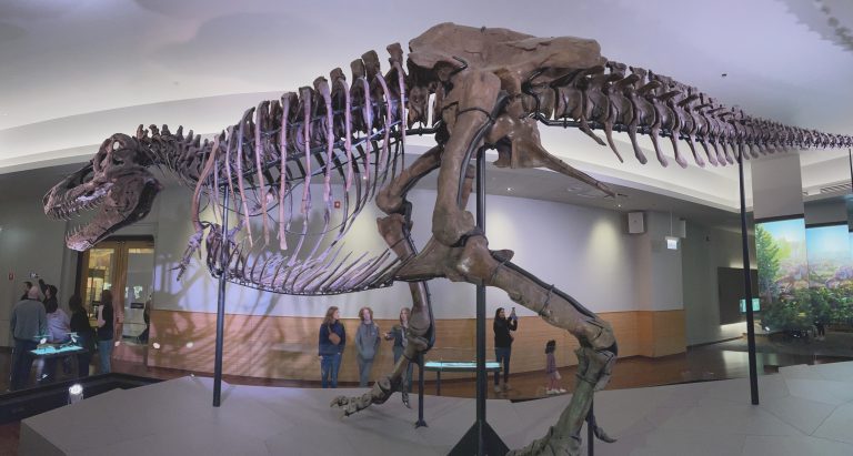 Sue, the T-Rex