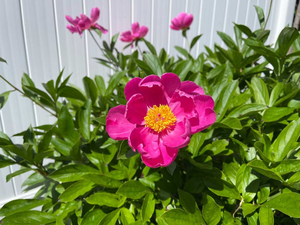 A bright pink peony with a yellow stamen.