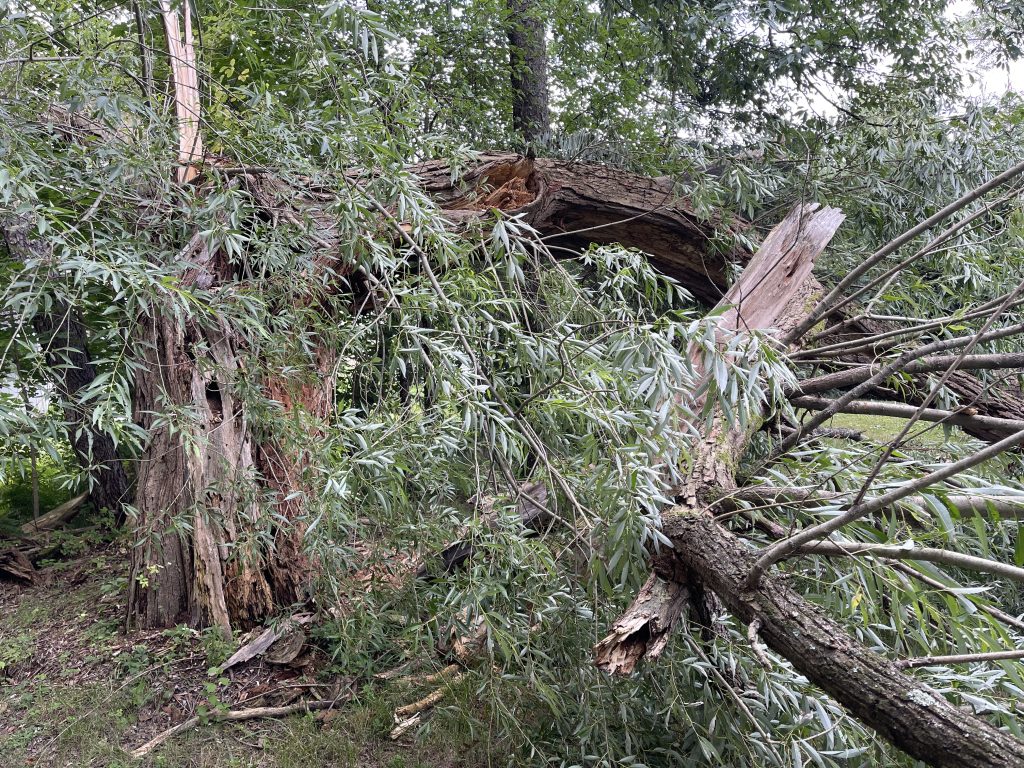 A windswept willow, cracked, and fallen into our yard.