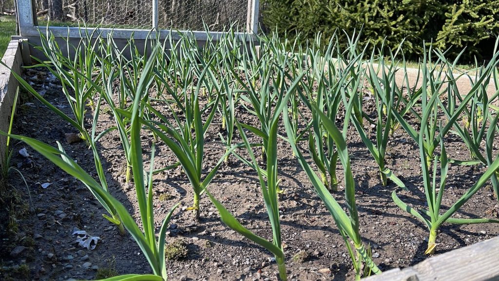 A garlic bed with about 100 bulbs.