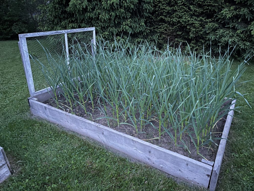 Garlic progress by May showing strong growth.