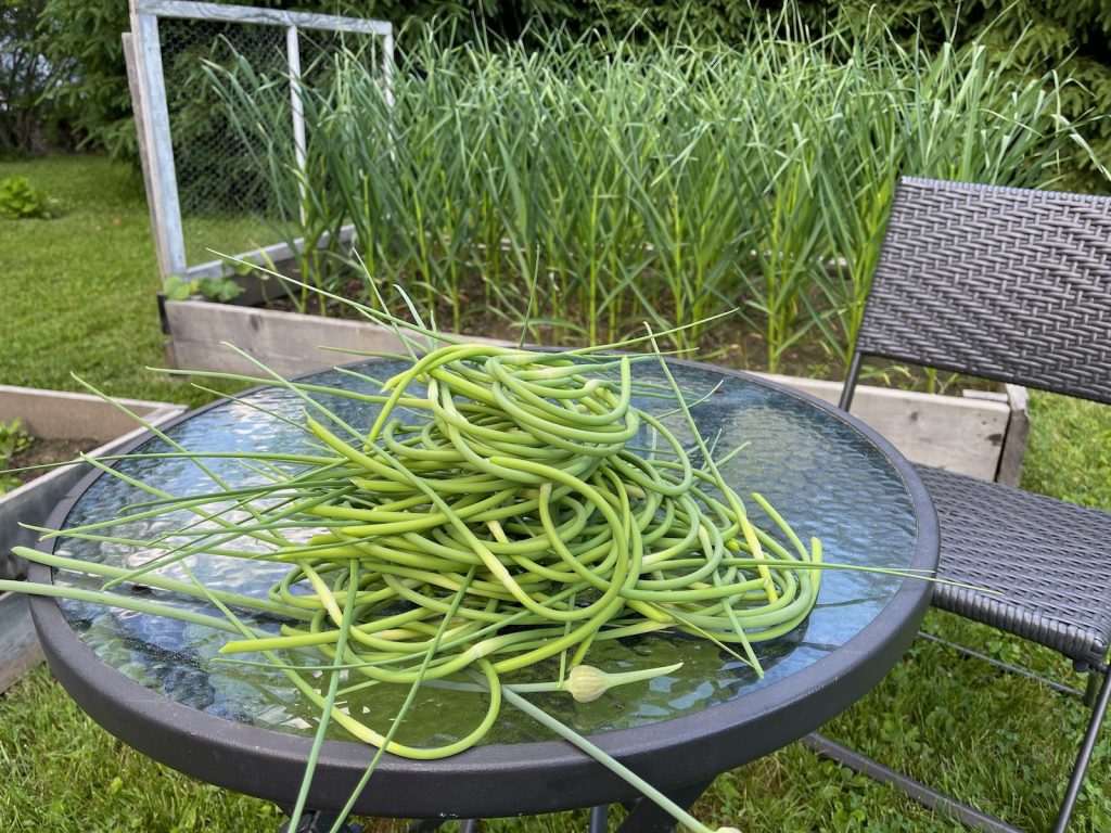 A small table full of garlic scapes.