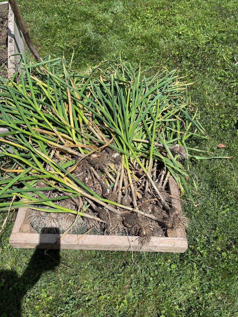 Garlic bulbs dry in a rack.