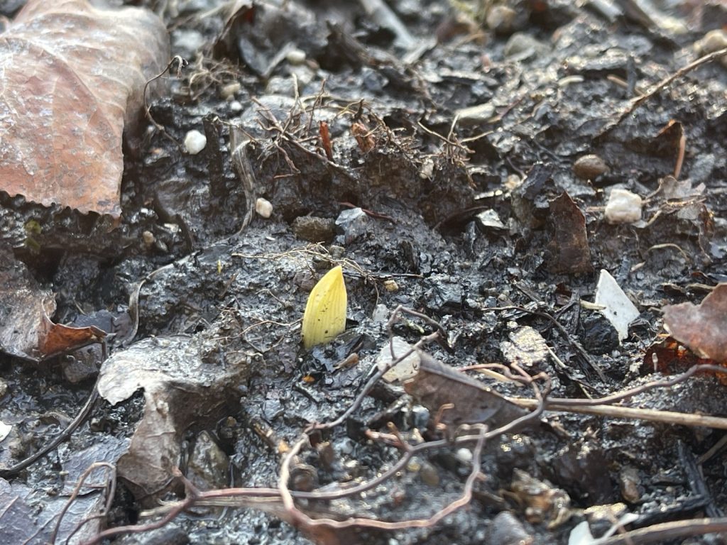 A single shoot of a garlic plant appears in a soggy muddy garden bed.