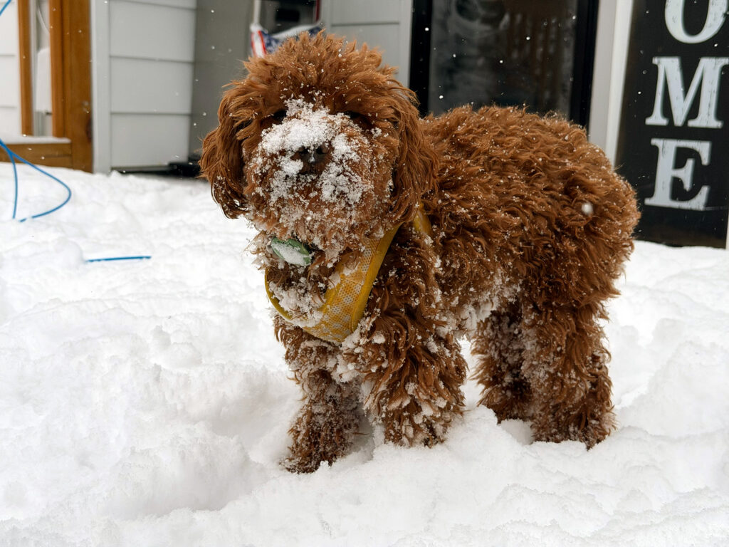 A small reddish brown toy poodle, broadside, with snow all over his cute little nose standing in snow.