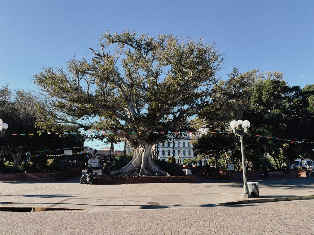 A big beautiful tree.