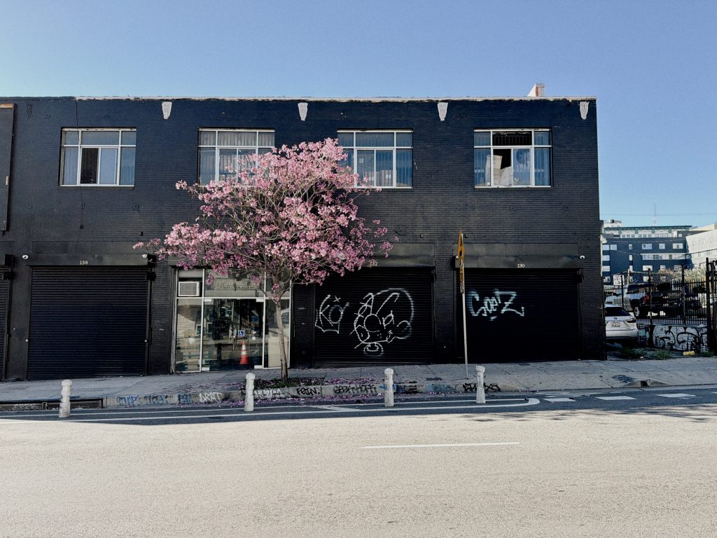 A pink flowering tree against a black building.
