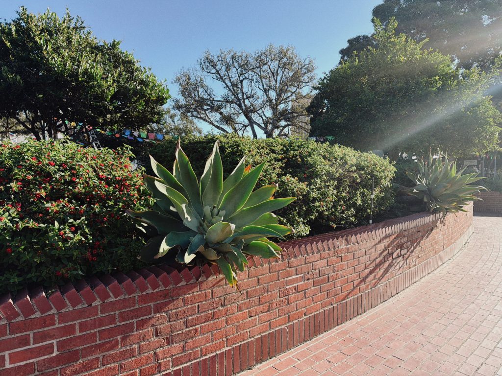 Plants in a brick bed.