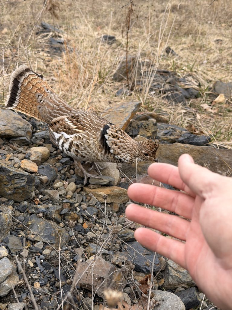 the ruffed grouse... investigating my hand