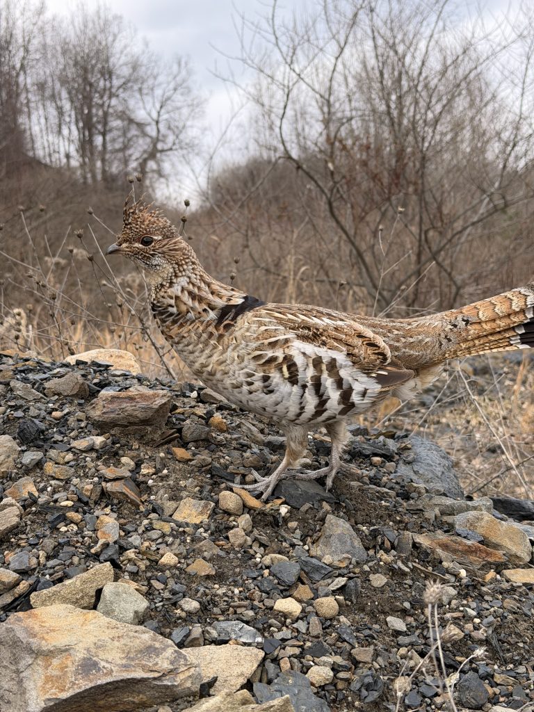 ruffed grouse standing