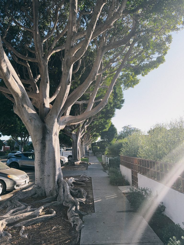 Indian Laurel Fig (or, Ficus) trees line a Santa Monica street.